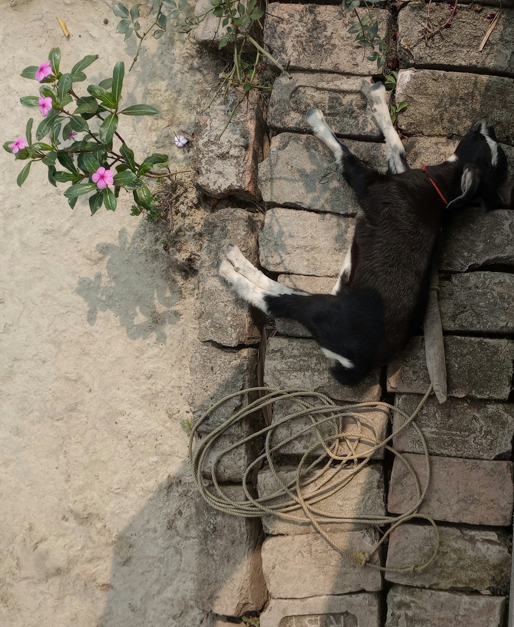 a black and white dog laying on top of a brick wall