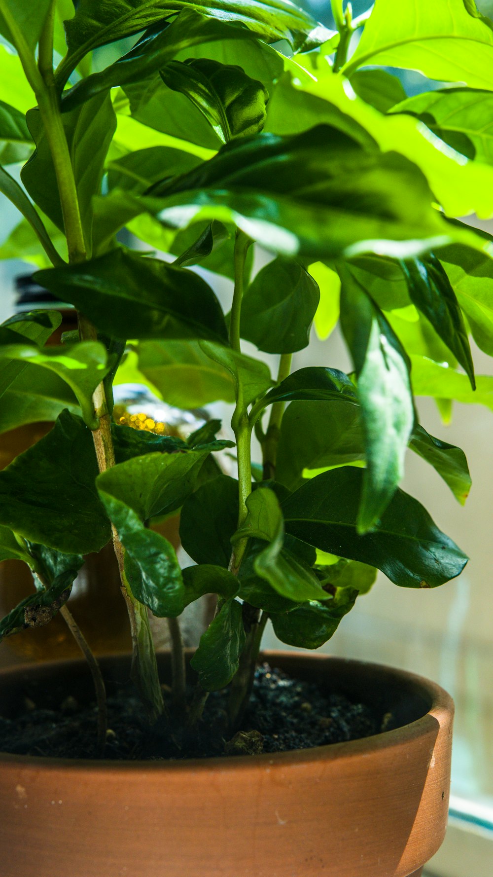 a potted plant sitting on top of a table