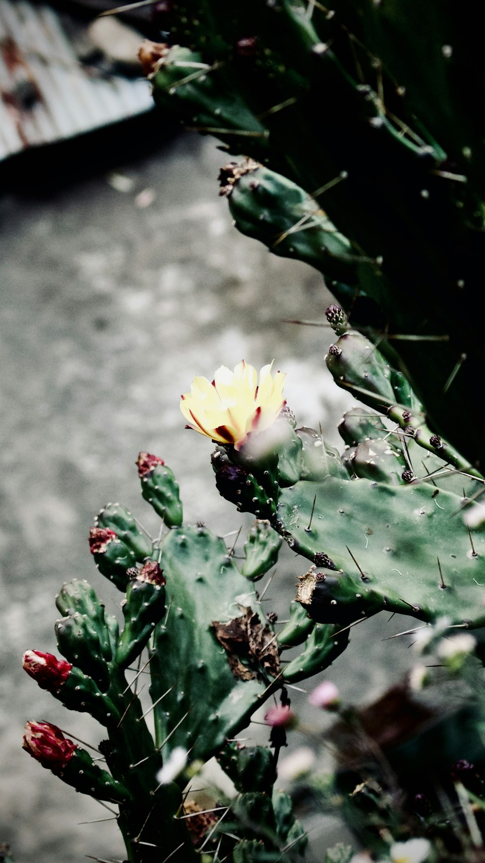 a cactus with a yellow flower in the middle of it