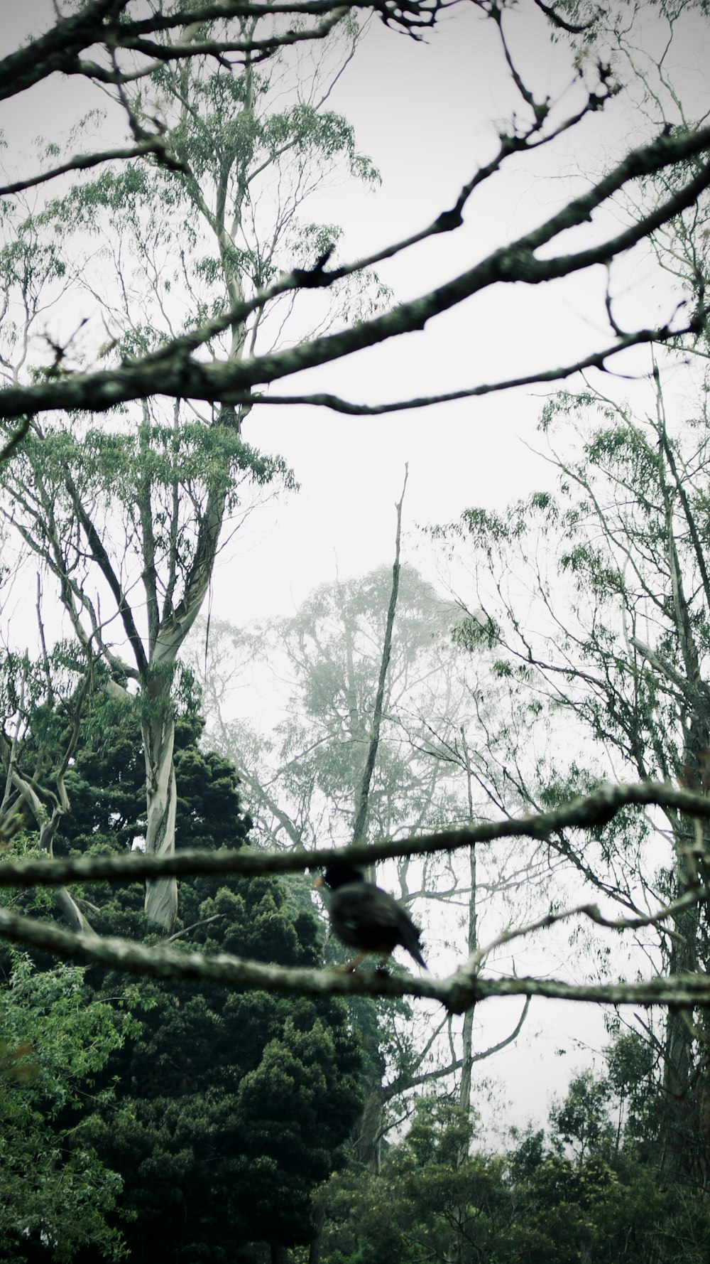 a bird sitting on a tree branch in a forest
