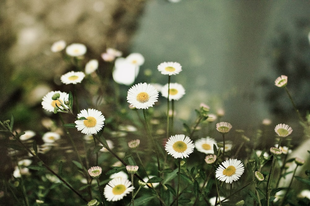 a bunch of white daisies in a field