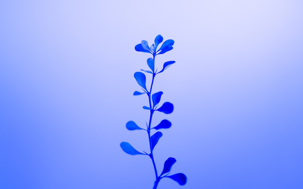 a single blue plant is shown against a blue sky