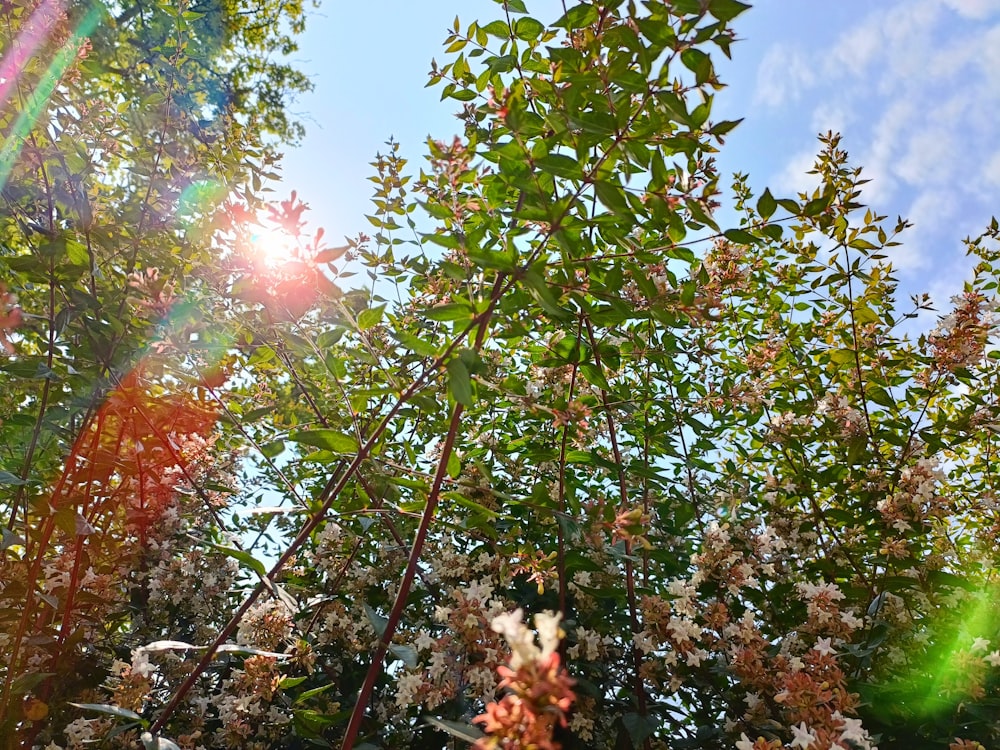 the sun shines through the leaves of a tree