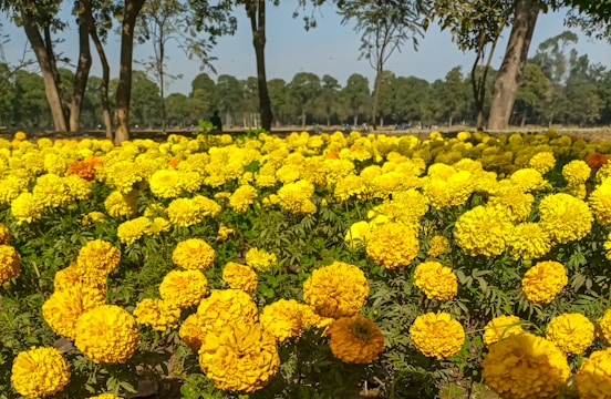 a field of yellow flowers with trees in the background