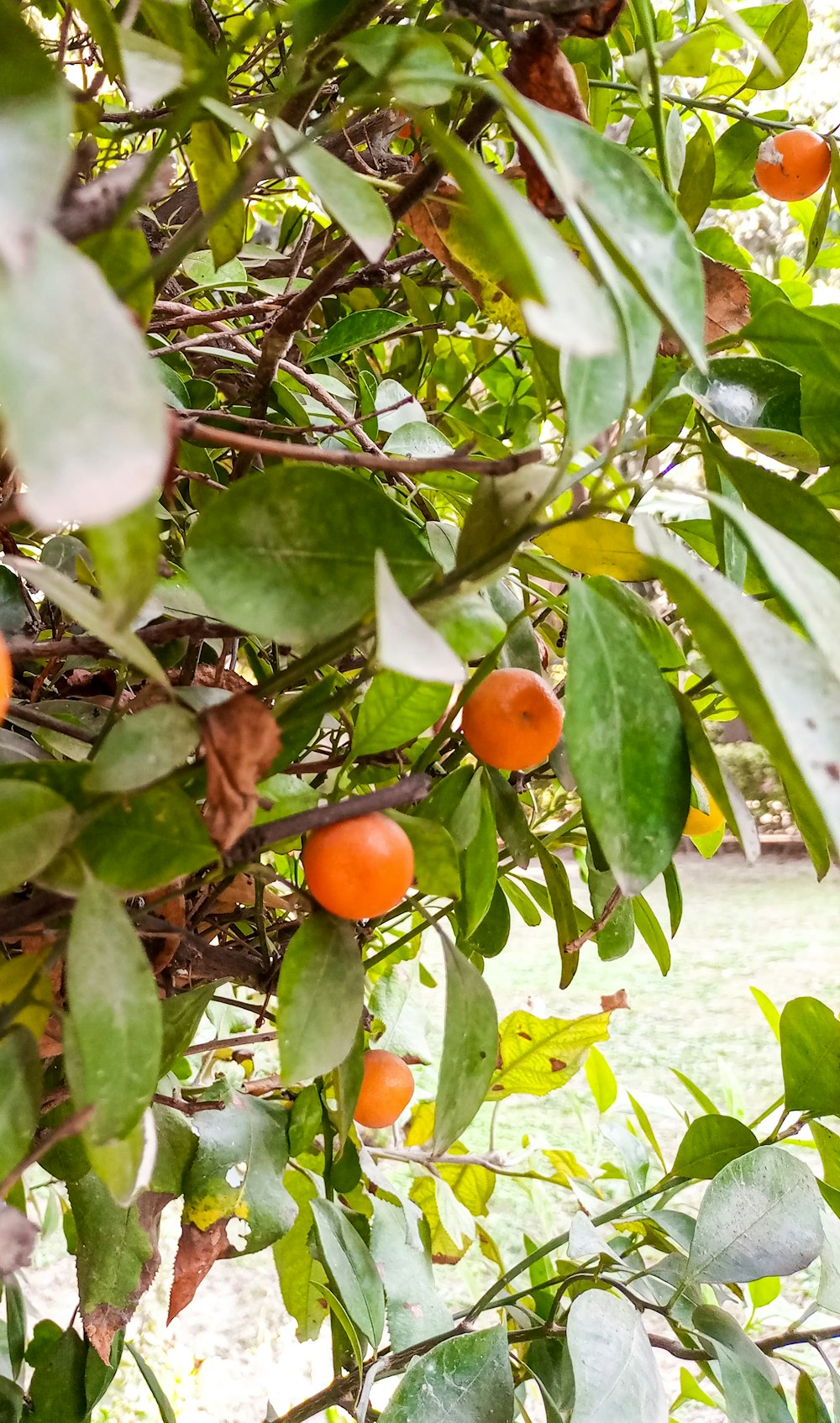 a tree filled with lots of green leaves and oranges