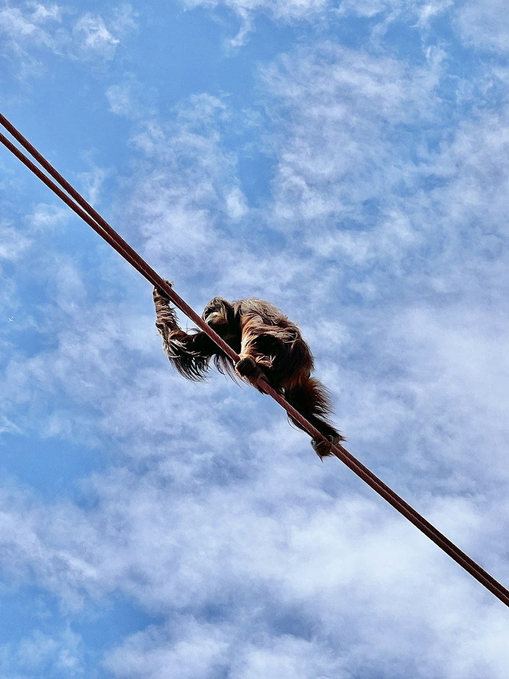 a monkey sitting on top of a power line