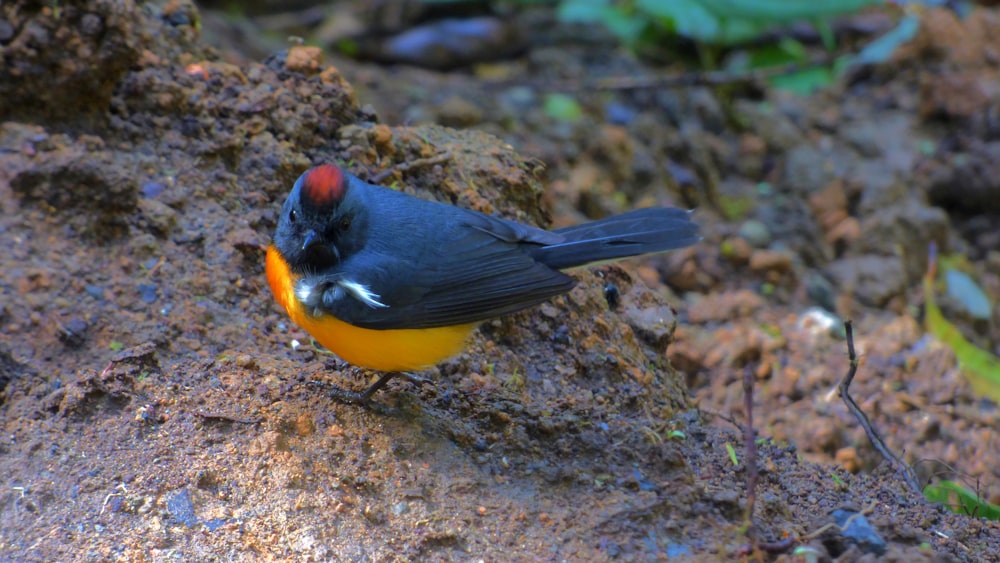 a small bird is standing on a rock