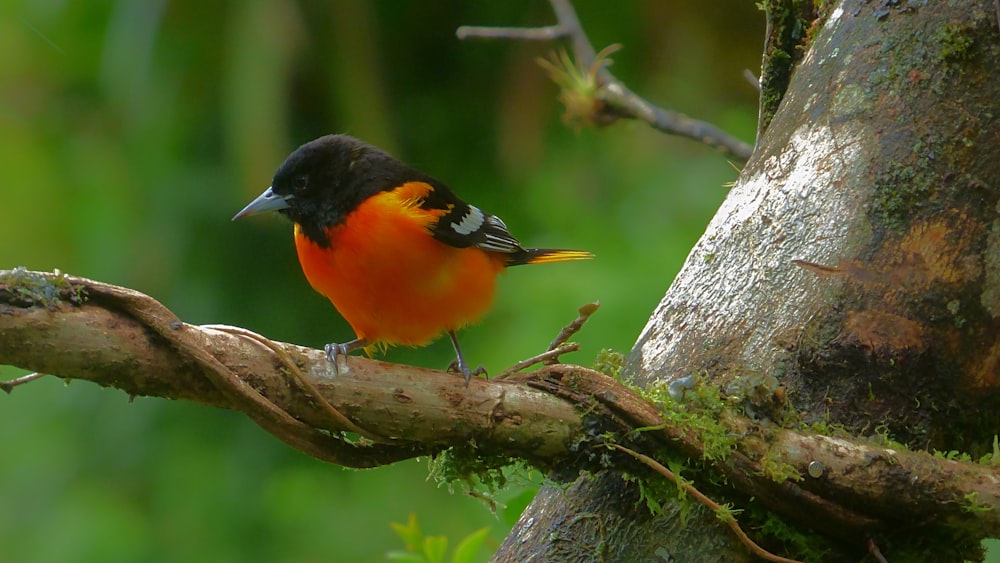 a small orange and black bird perched on a tree branch