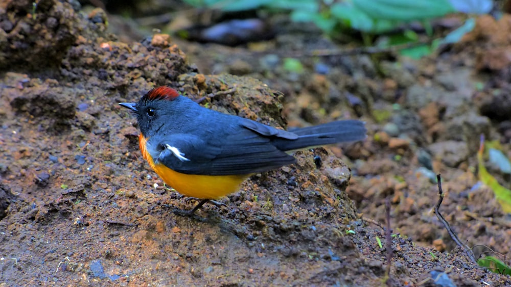 a small blue and orange bird standing on a rock