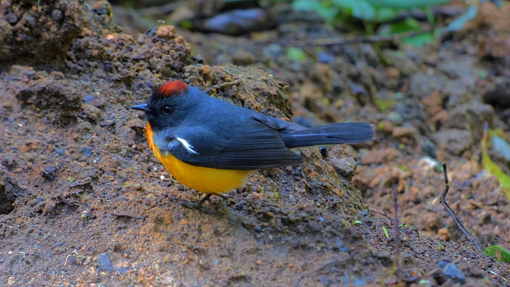 a small blue and orange bird sitting on a rock