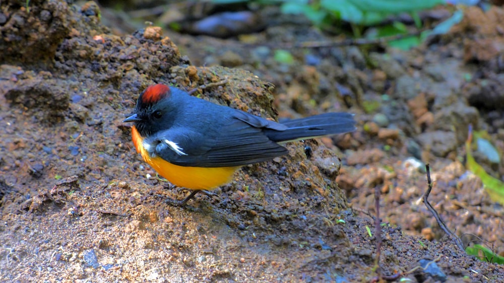 a small bird is standing on a rock