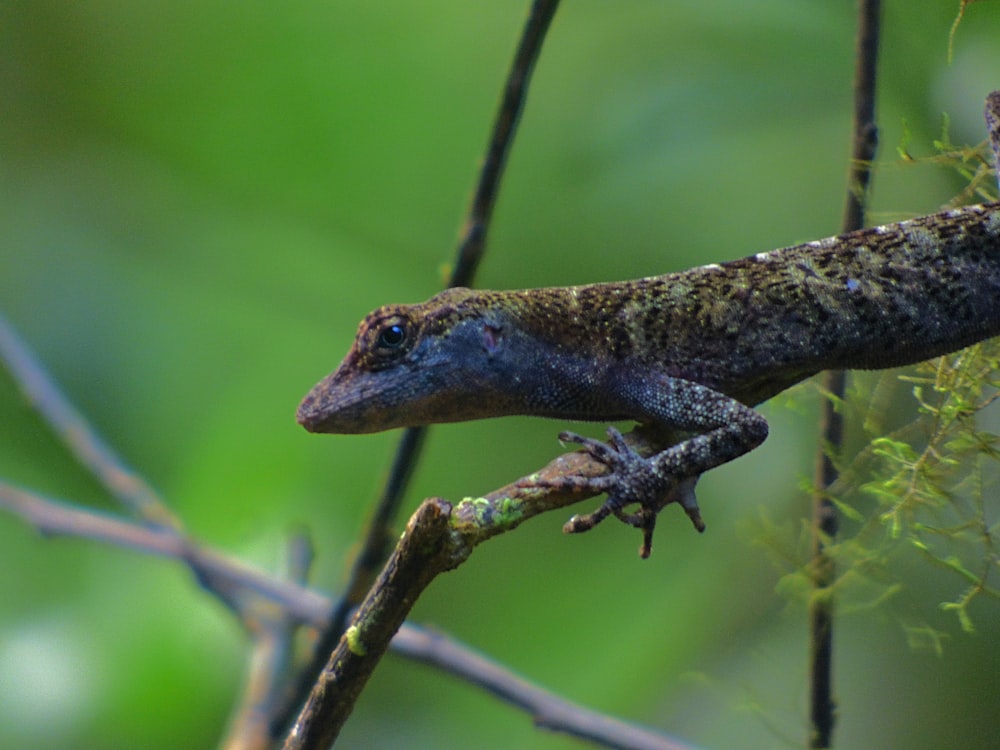 a lizard sitting on top of a tree branch