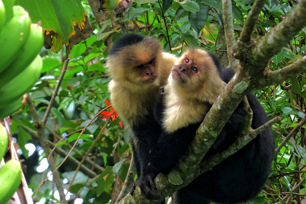 ein paar Affen, die auf einem Baum sitzen