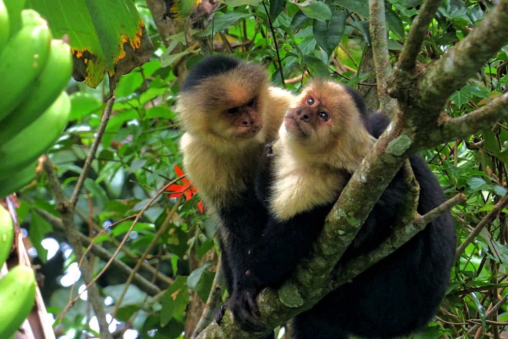 a couple of monkeys sitting on top of a tree