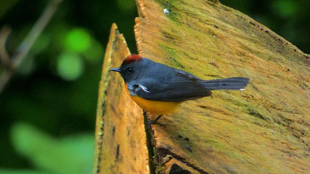 a small bird perched on a tree trunk