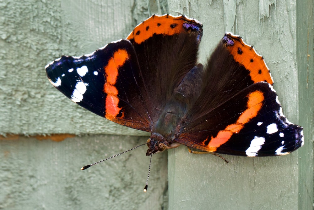 a close up of a butterfly on a wall