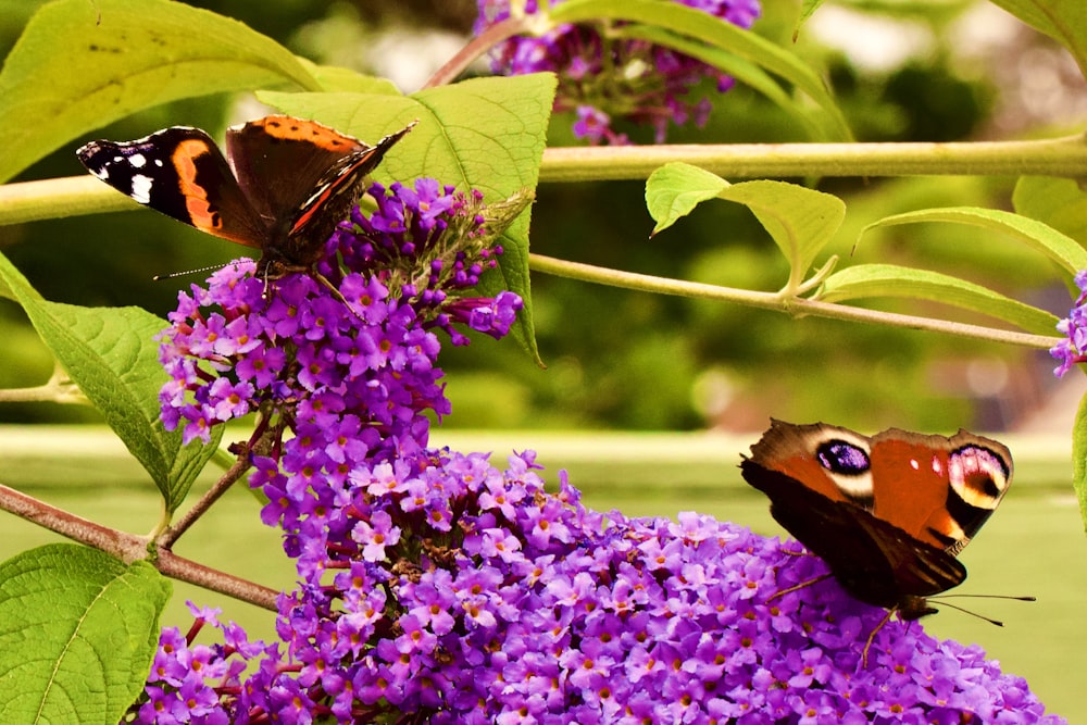 two butterflies are sitting on a purple flower