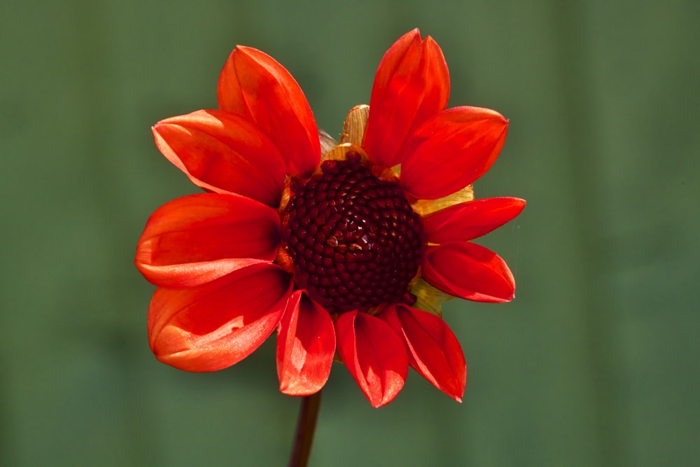 a close up of a red flower with a green background