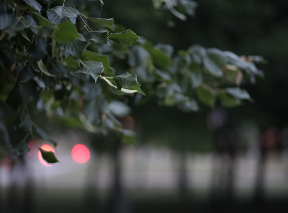 a blurry photo of a tree with a red light in the background