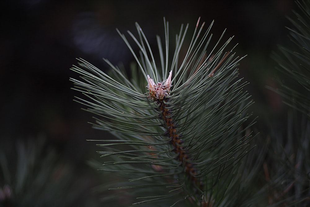 a close up of a pine tree branch