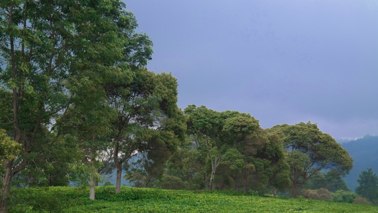 A vibrant landscape showcasing lush greenery.