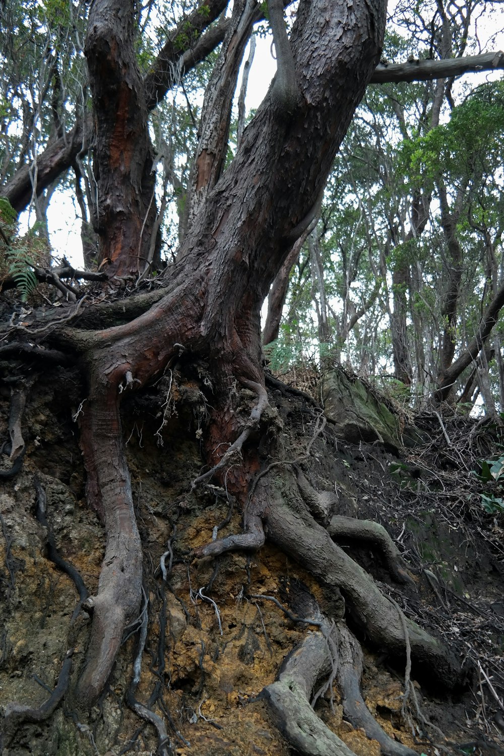 a tree that is growing out of the side of a hill