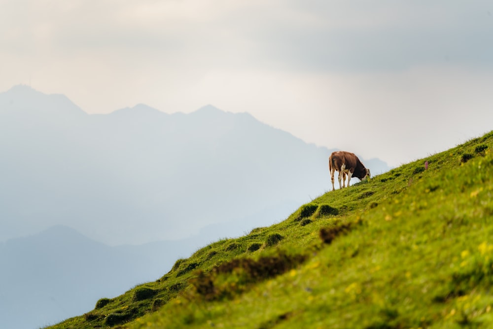 a brown cow standing on top of a lush green hillside