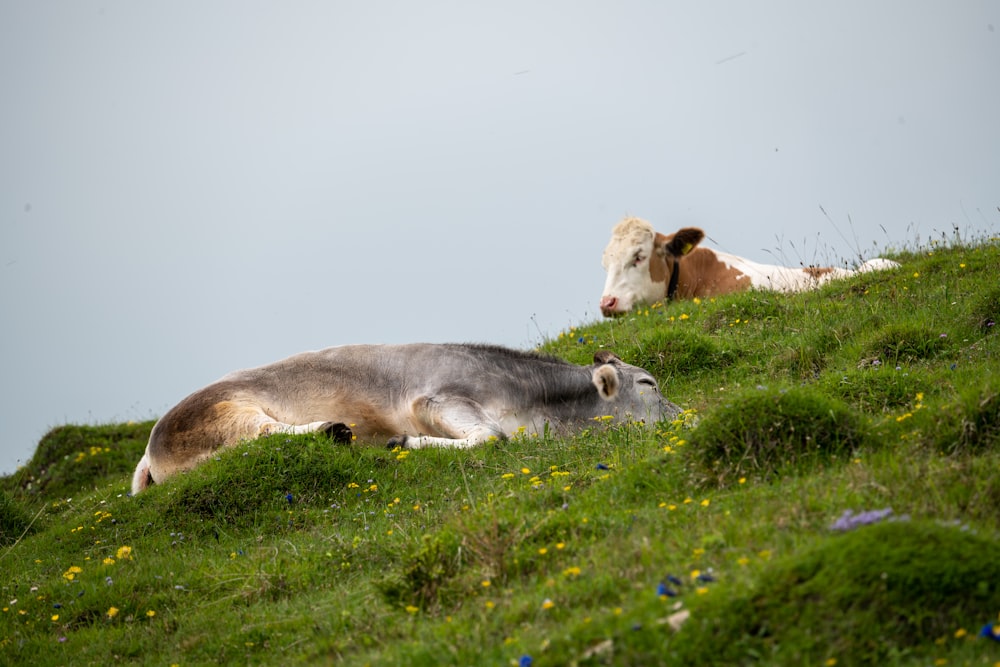 two cows laying down on a grassy hill