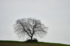 A minimalist landscape with a single tree silhouetted against a pale sky.
