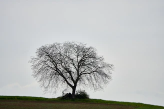 A minimalist landscape with a single tree silhouetted against a pale sky.