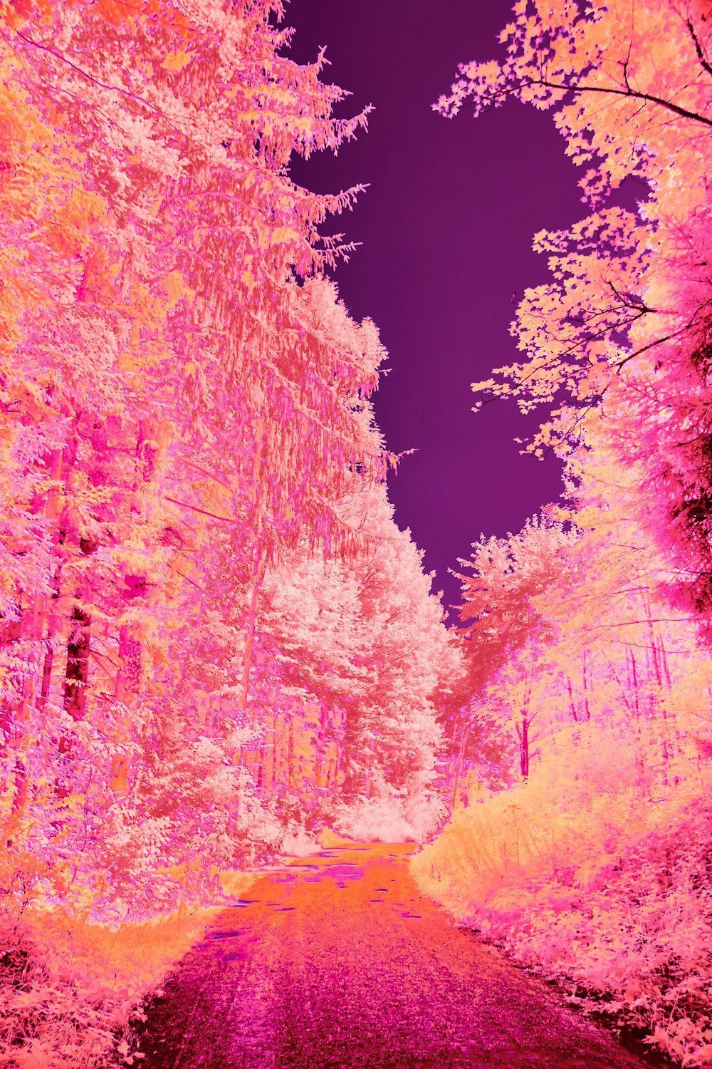 a infrared image of a road in the woods