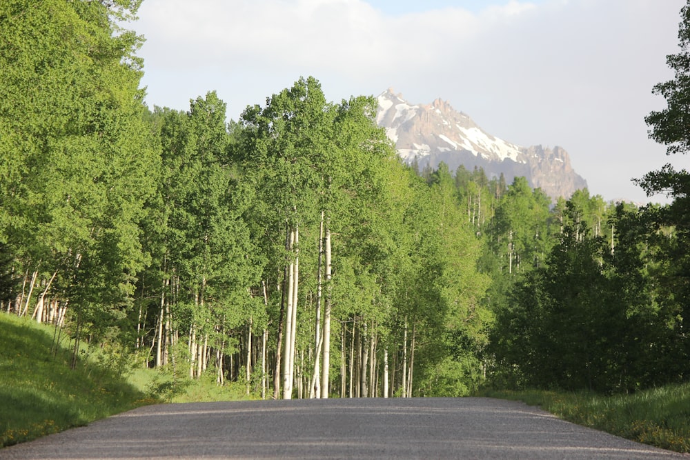 a road in the middle of a forest with a mountain in the background