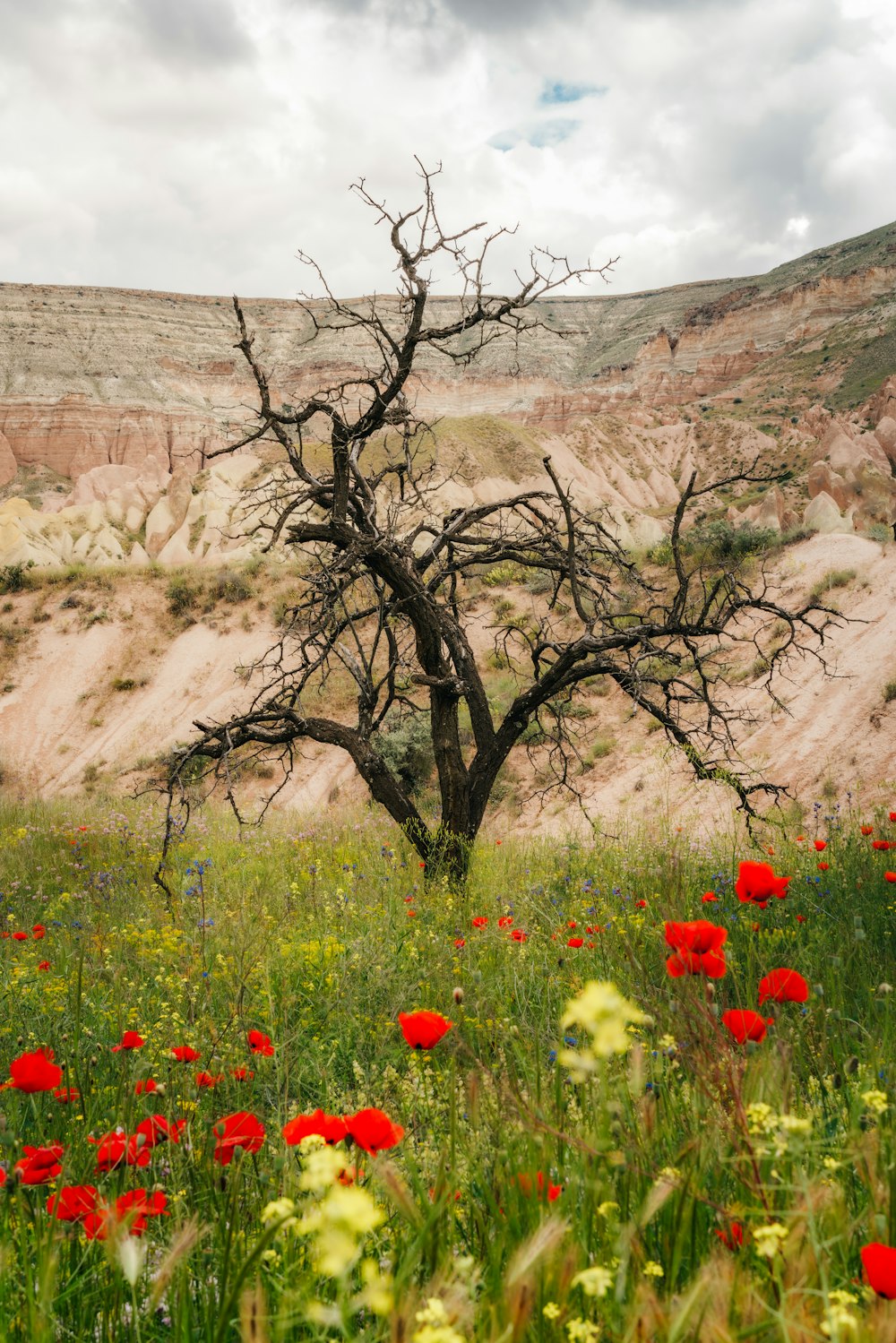 a dead tree in a field of wildflowers