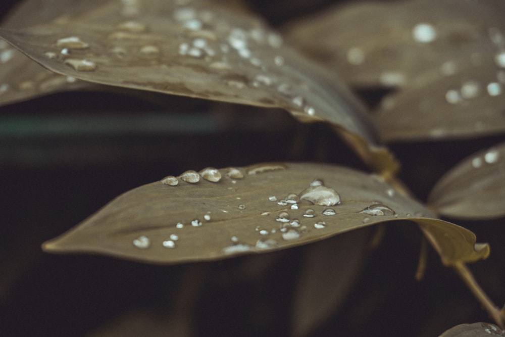 a close up of a leaf with water droplets on it