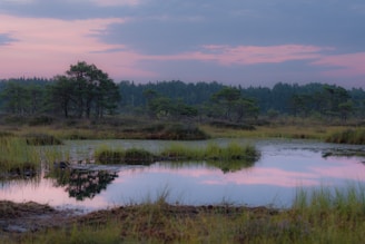 a pond surrounded by tall grass and trees
