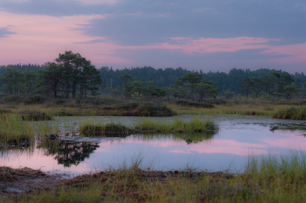 a pond surrounded by tall grass and trees