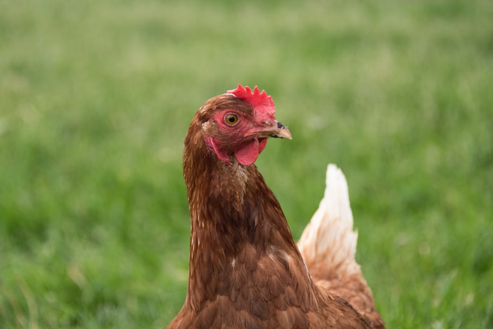 Un primer plano de un pollo en un campo de hierba