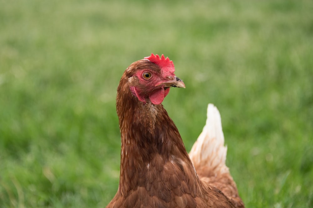 Un primo piano di un pollo in un campo di erba