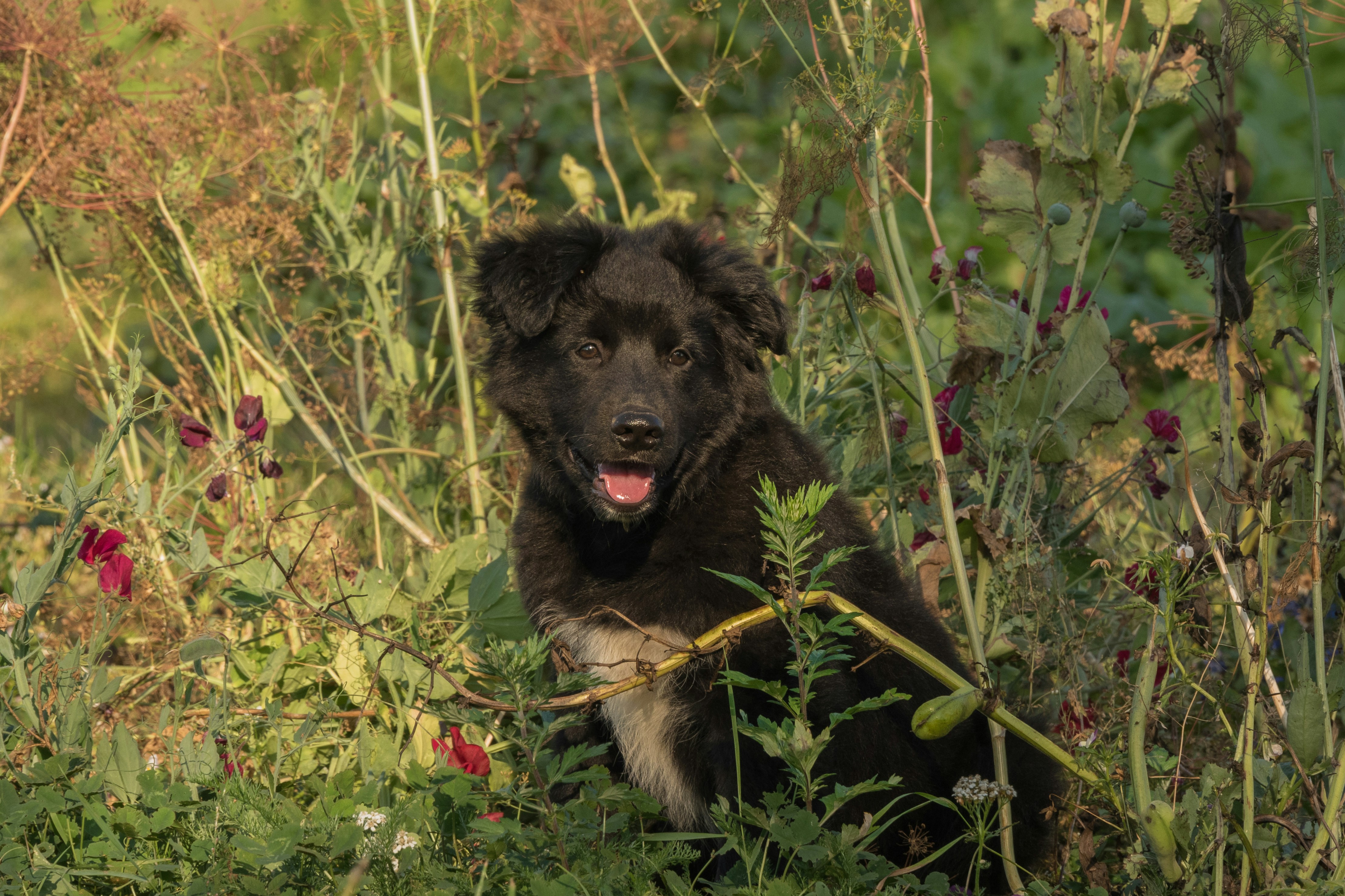 Photo by translytranslations