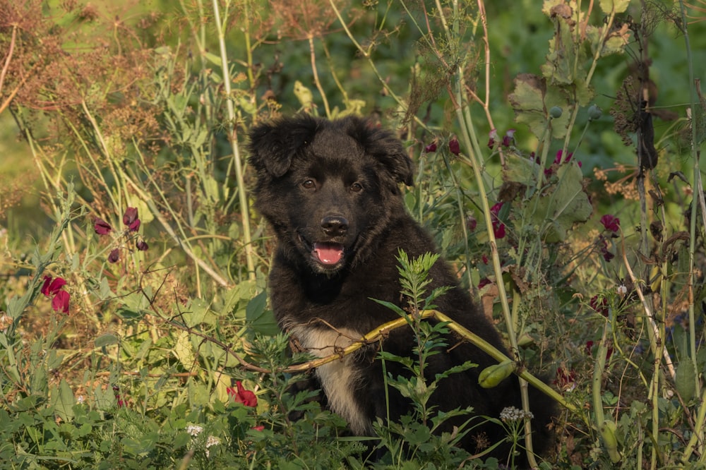 a black dog sitting in a field of flowers
