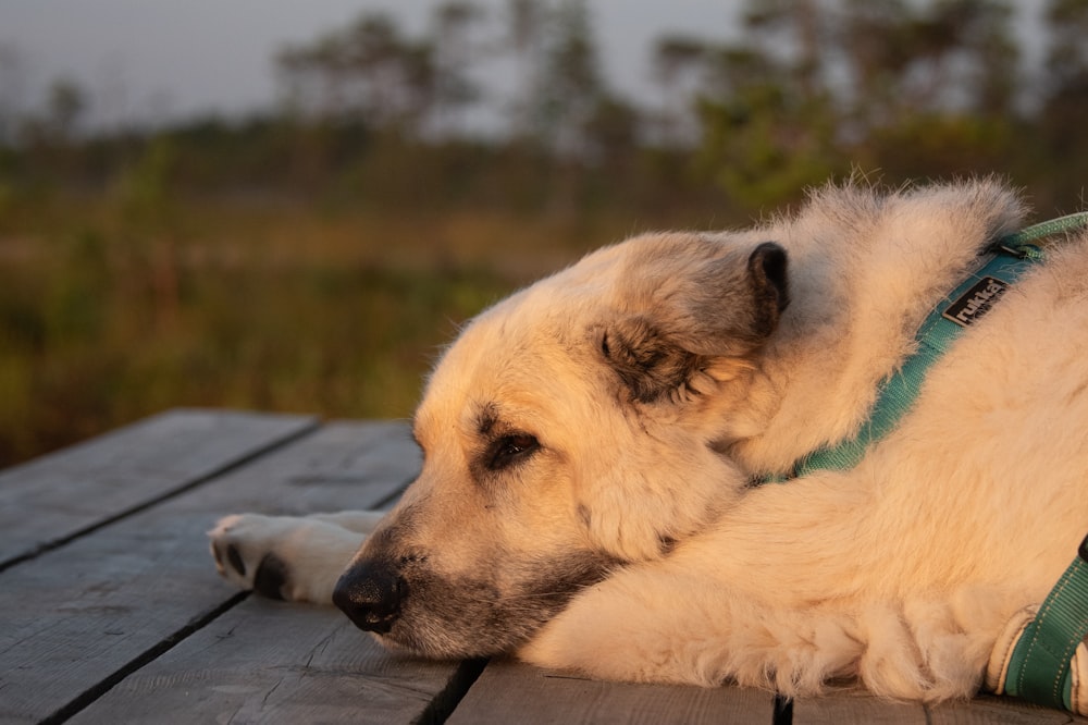 a large white dog laying on top of a wooden table