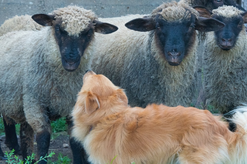 羊の群れの隣に立っている犬