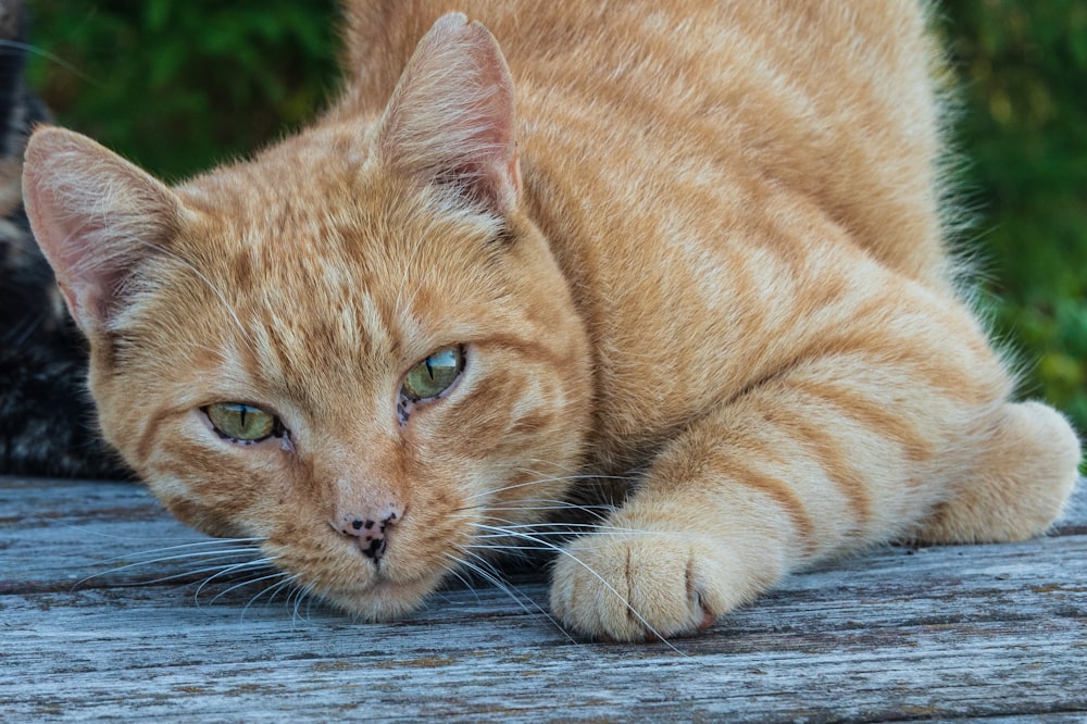 Un primer plano de un gato acostado en una superficie de madera