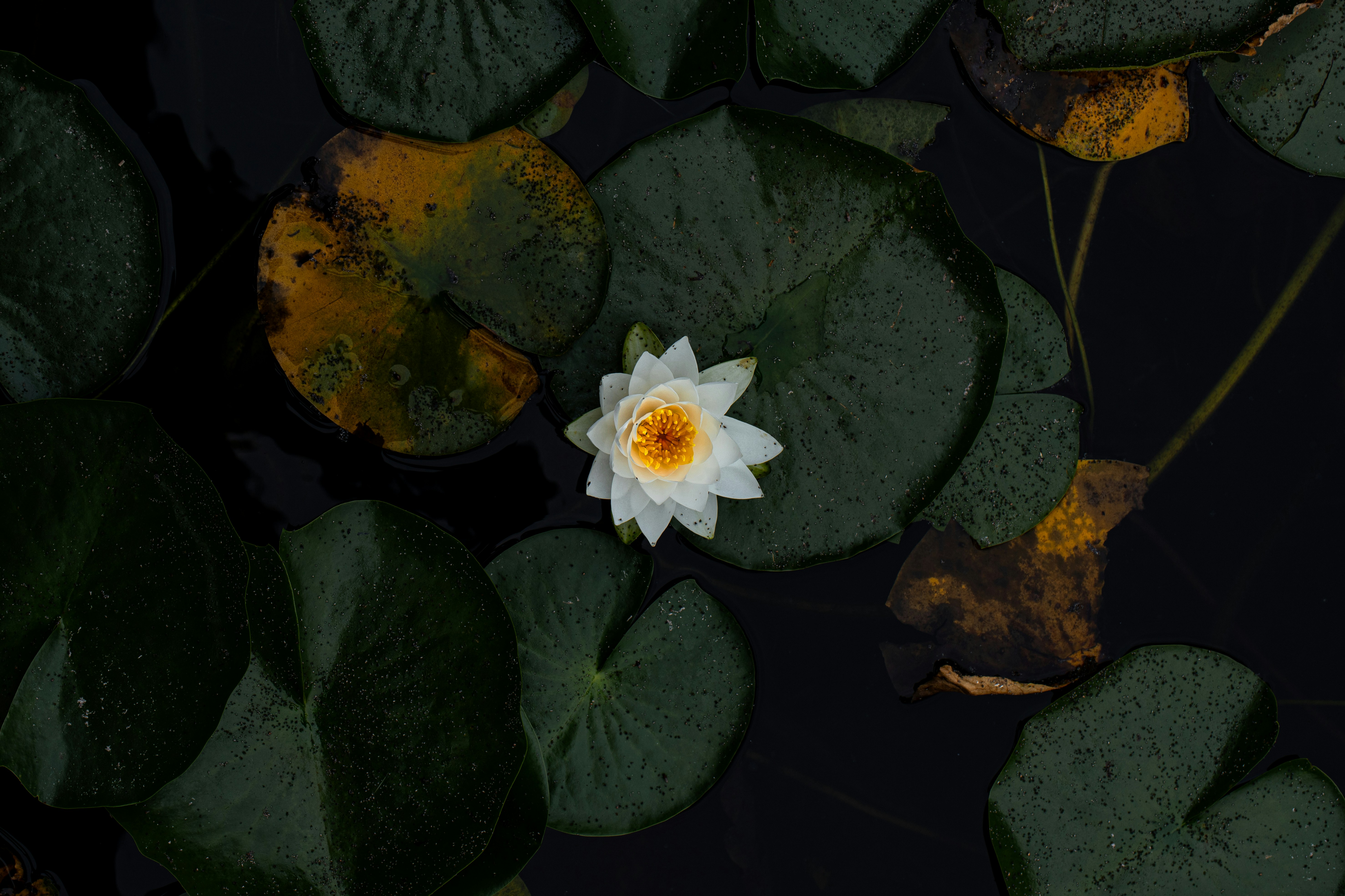 A white flower floating on top of green leaves photo – Free Flower ...