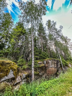 An aerial view of a lush birch forest in vibrant green.