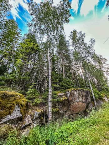 An aerial view of a lush birch forest in vibrant green.