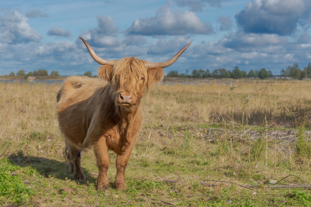 Una vaca marrón de pie en la parte superior de un campo cubierto de hierba