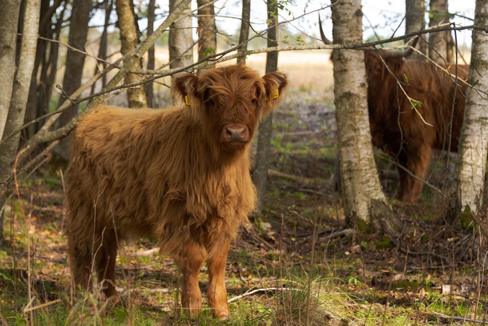 a couple of brown cows standing in a forest