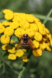 a close up of a bee on a yellow flower