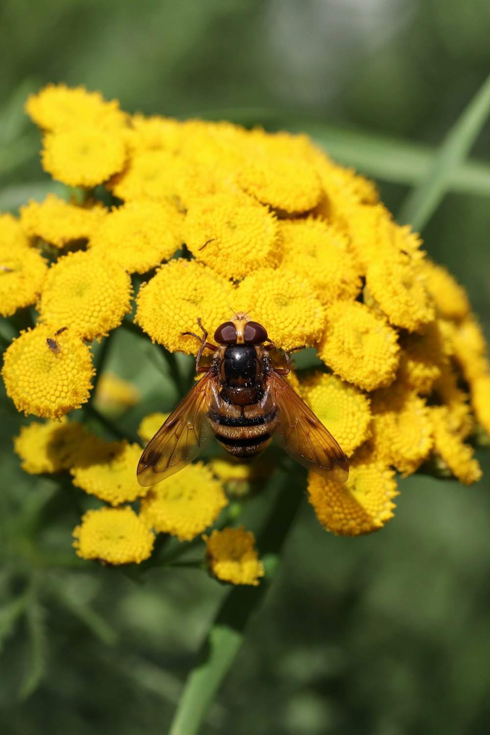 a close up of a bee on a yellow flower